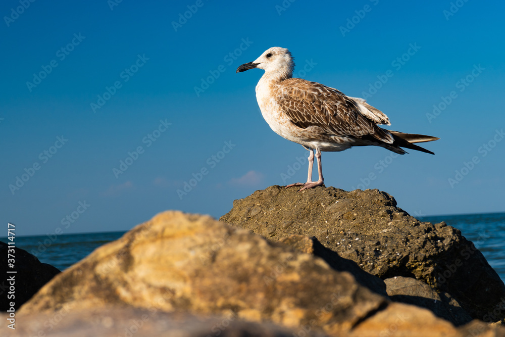 gull on rocks against background of sea in summer gull on rocks against background of sea in summer