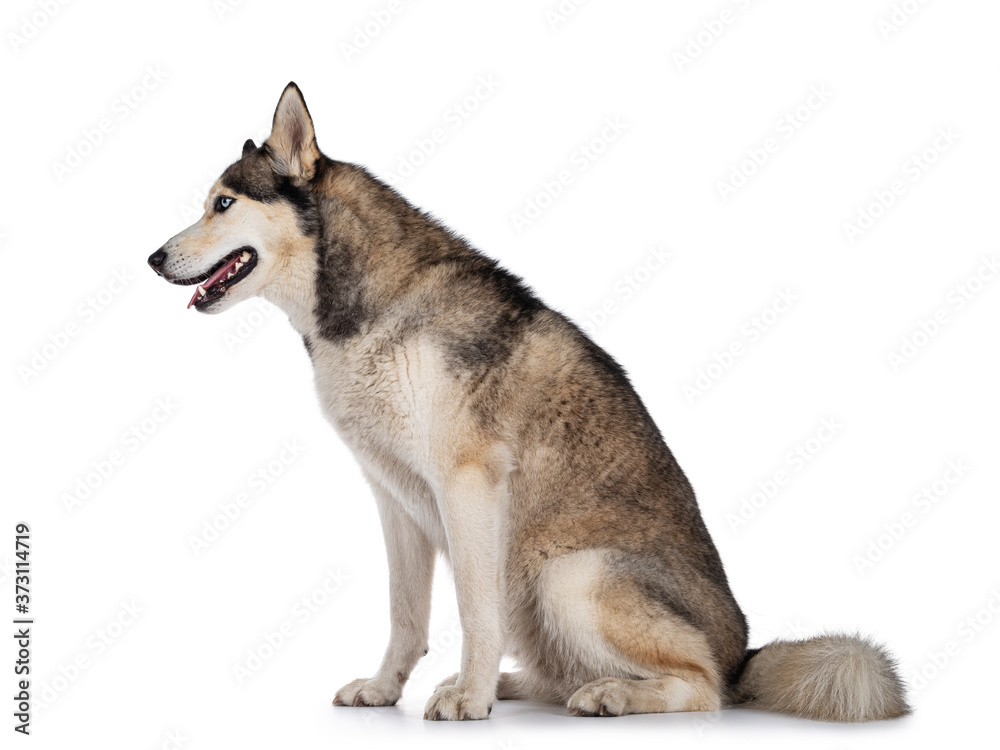 Beautiful young adult Husky dog, sitting side ways. Looking straight ahead with light blue eyes. Mouth open. Isolated on white background.