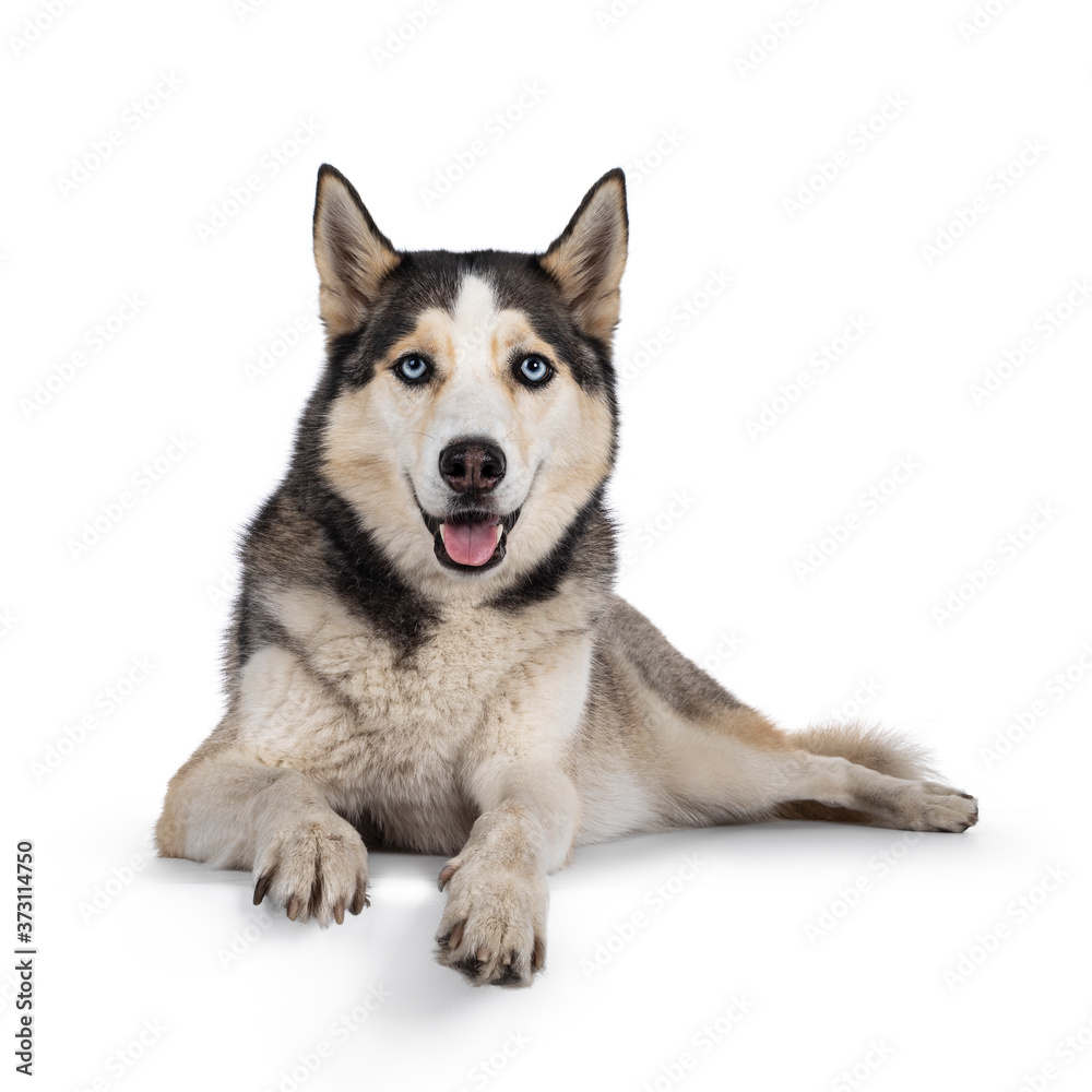 Beautiful young adult Husky dog, laying down facing front with paws over edge. Looking towards camera with light blue eyes. Mouth open. Isolated on white background.