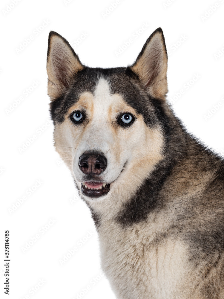 Head shot of beautiful young adult Husky dog, sitting up. Looking towards camera with light blue eyes. Mouth open. Isolated on white background.