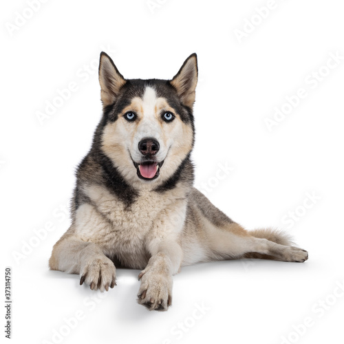 Beautiful young adult Husky dog  laying down facing front with paws over edge. Looking towards camera with light blue eyes. Mouth open. Isolated on white background.