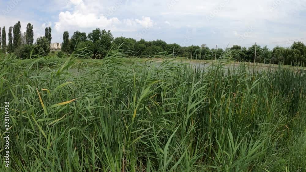 Reeds grow in the lake and sway in the wind - Green panorama Reeds grow in the lake and sway in the wind - Green panorama