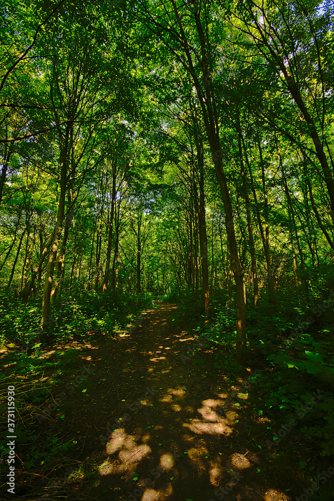 Naklejka premium Hiking trail rail through a lush green sunny spring forest in the flemish countryside