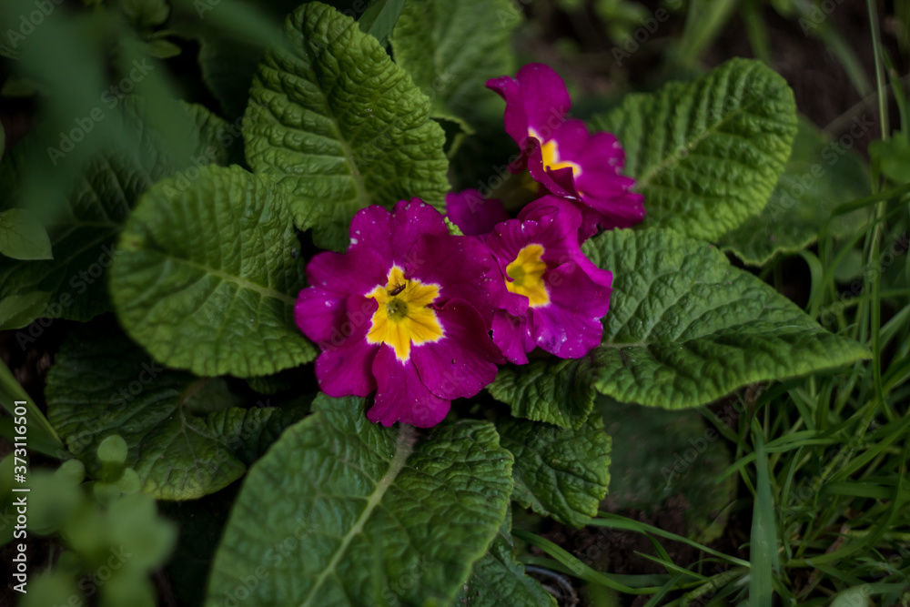 burgundy primrose flowers with a bile center. low flowers. three flowers burgundy primrose flowers with a bile center. low flowers. three flowers