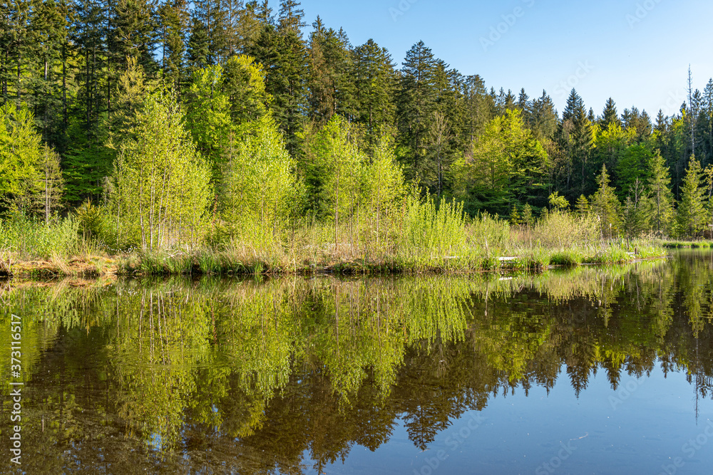 Wälder umgeben den Hackensee in Bayern