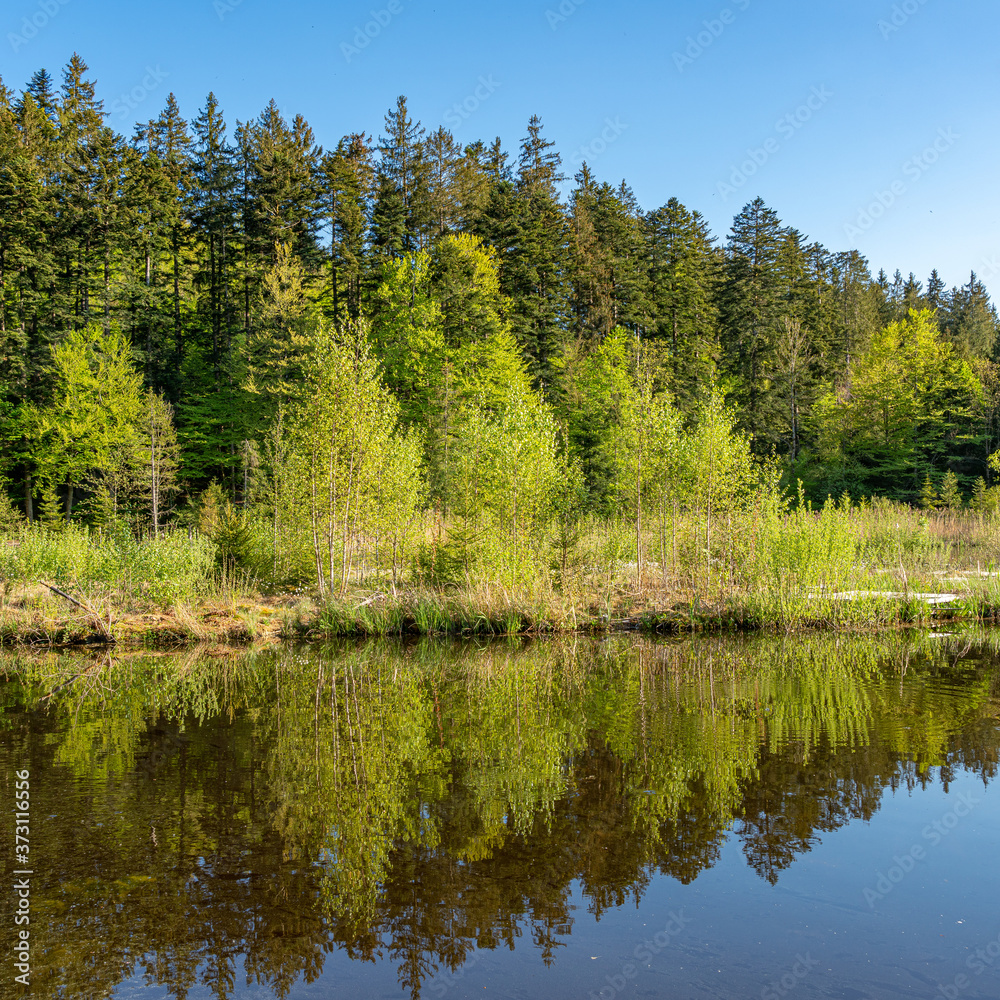 Obraz premium Wälder umgeben den Hackensee in Oberbayern