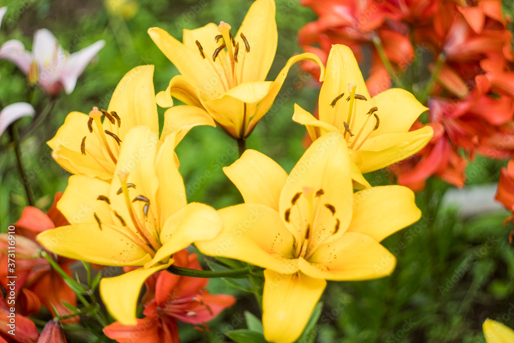 yellow lilies in the garden. many colors. beautiful flowers. greenery around yellow lilies in the garden. many colors. beautiful flowers. greenery around
