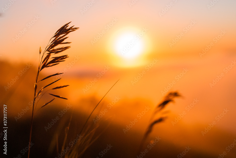 Sunrise over the cliff.
morning haze at dawn on a cliff in summer.