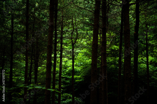 The beautiful forest at summer © Chongbum Thomas Park