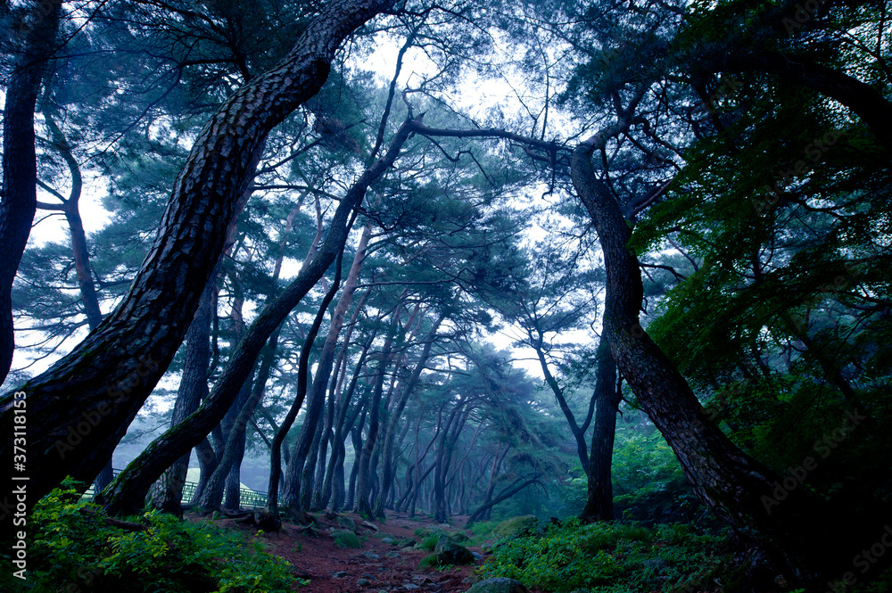 Beautiful foggy and misty fine tree forest at dawn. Beautiful foggy and misty fine tree forest at dawn.