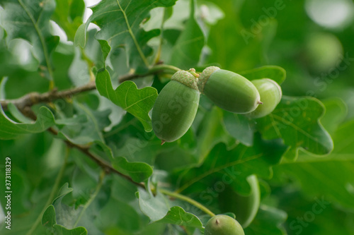 Ripening acorns on tree branch closeup