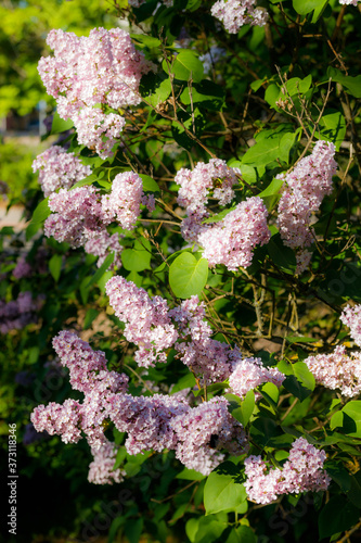 Beautiful lilac pink flowers blooming in the garden