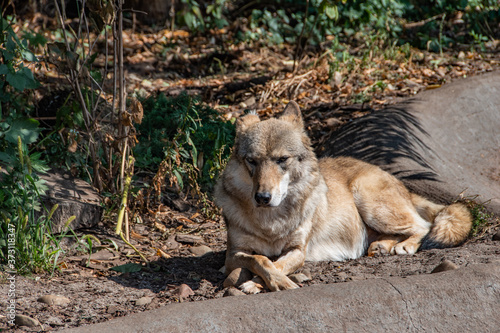 wolf in the grass