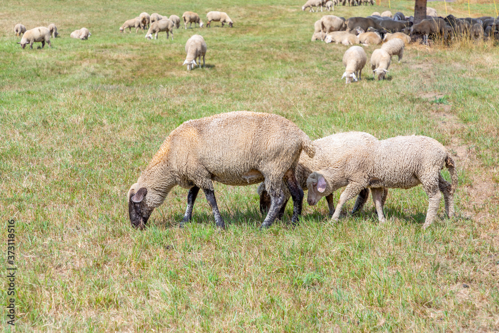 sheeps are grazing at the meadow sheeps are grazing at the meadow
