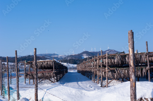 Yellow Alaska Pollack drying plant. Walleye pollack drying during winter times on mountain.