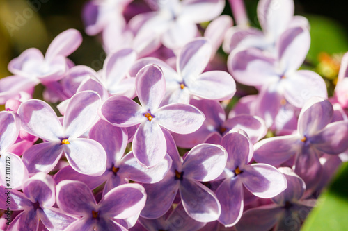 Fototapeta Naklejka Na Ścianę i Meble -  Beautiful lilac flowers blooming in the garden