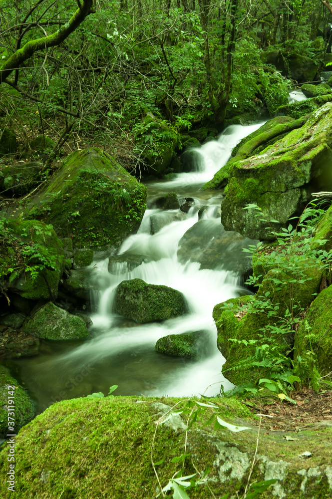 Mossy valley,Beautiful mountain stream with moss covered stone. Mossy valley,Beautiful mountain stream with moss covered stone.