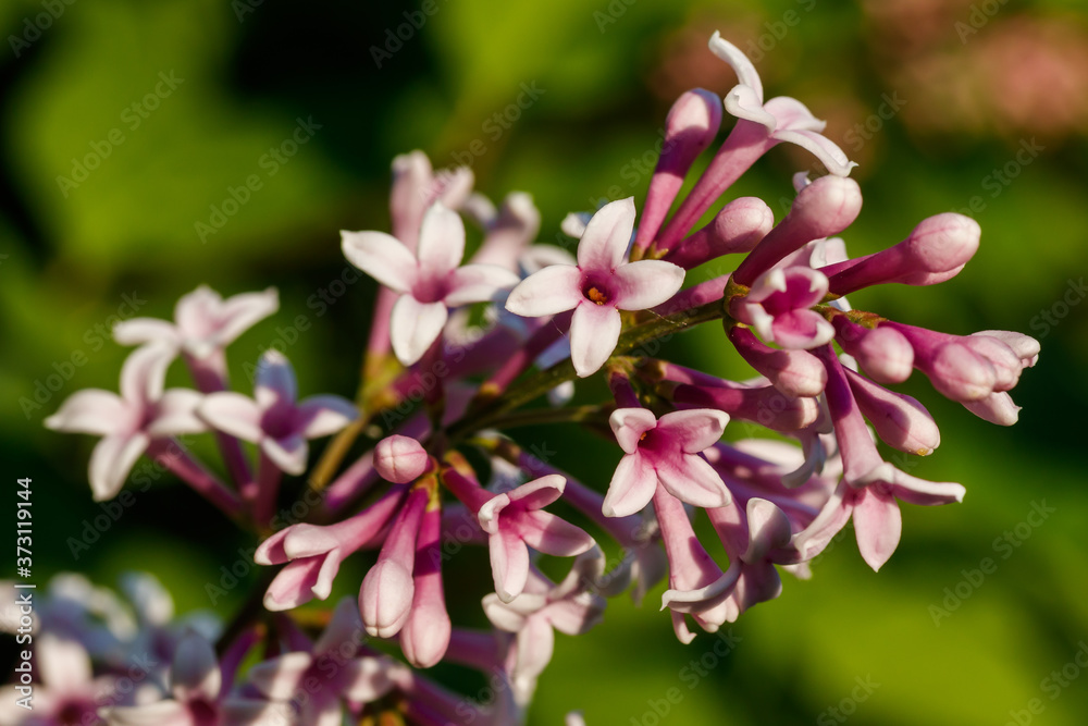 Beautiful lilac pink flowers blooming in the sunset Beautiful lilac pink flowers blooming in the sunset