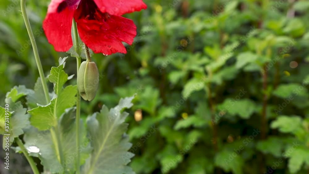 Red poppy flower close up with water drops and bee footage Red poppy flower close up with water drops and bee footage