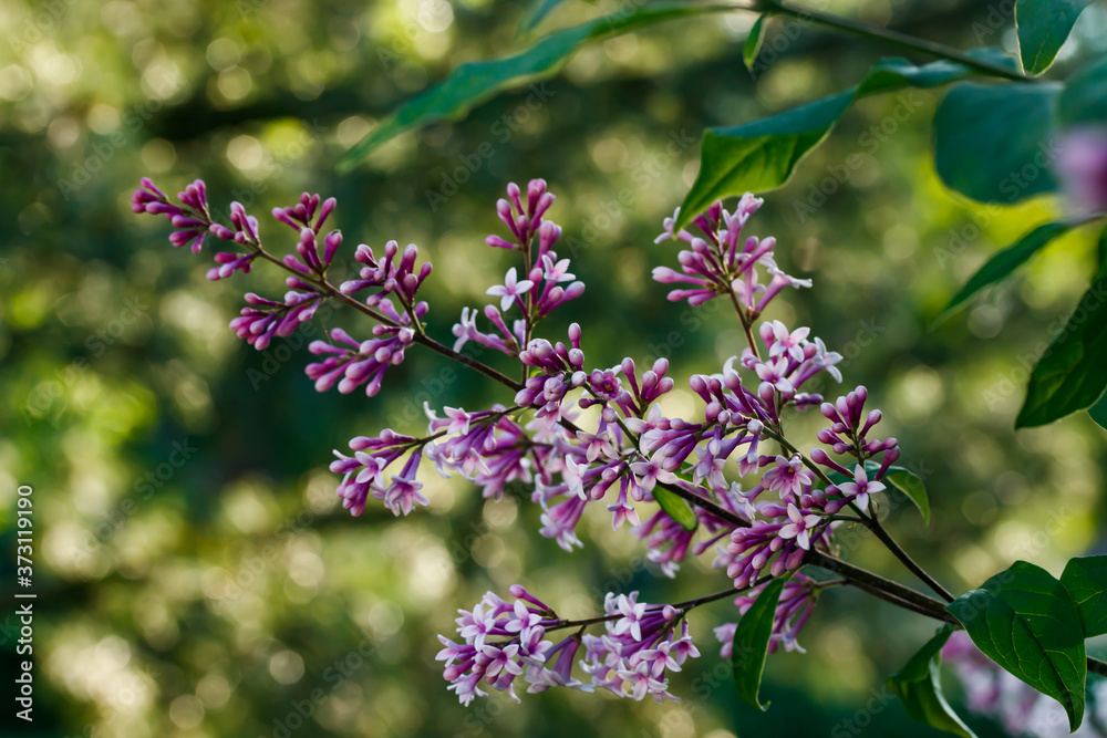 Beautiful lilac flowers blooming in the sunset Beautiful lilac flowers blooming in the sunset