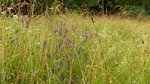 Wild flowers in summer time on field footage
