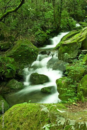 Fototapeta Naklejka Na Ścianę i Meble -  Mossy valley,Beautiful mountain stream with moss covered stone.