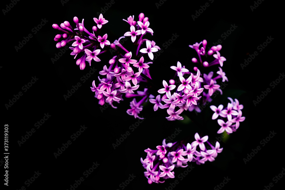 Beautiful lilac blooming flowers on black background Beautiful lilac blooming flowers on black background