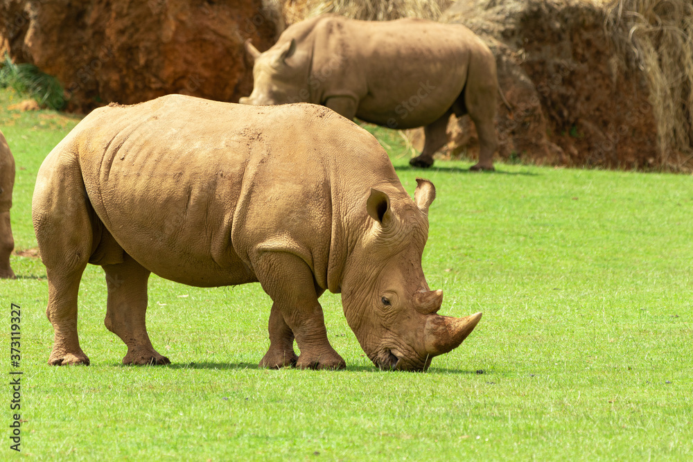Portrait of white Rhino grazing in Cabarceno Park