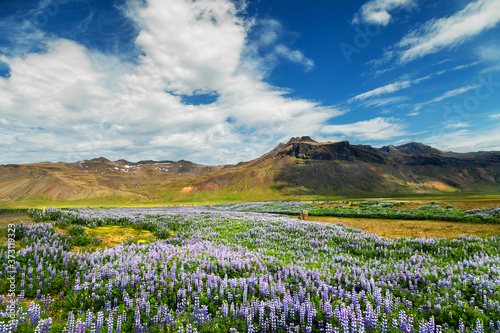 Fiends of lupines and beautiful mountains in Iceland in summer