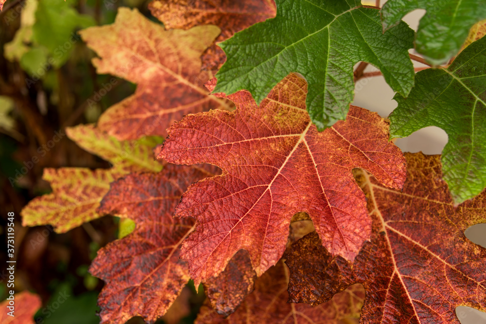 dry autumn leaves of yellow and red and green color on maple tree, close up dry autumn leaves of yellow and red and green color on maple tree, close up