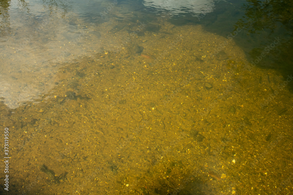A view of how clean the waterways at Horstead Mill showing small fish in the shallow water