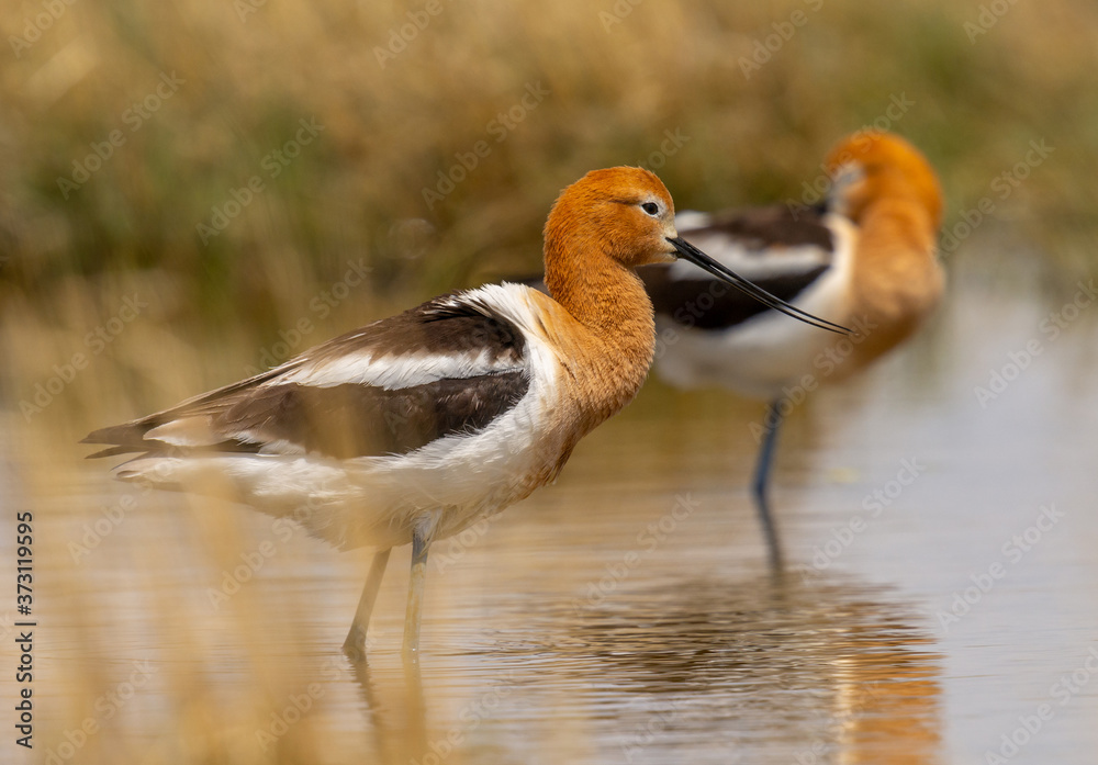 Obraz premium American Avocet