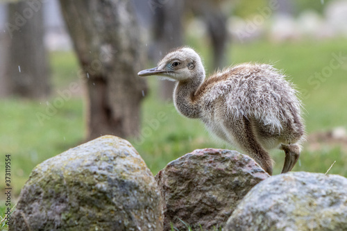  young Nandu chick runs across a meadow in search of food
