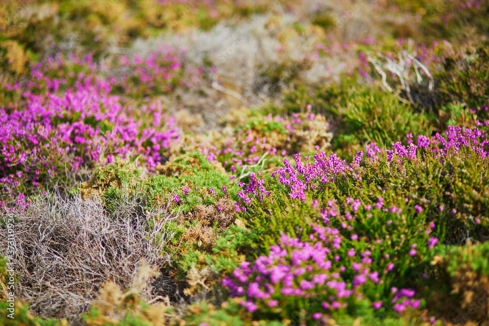 Purple heather meadows on Cape d'Erquy, France Purple heather meadows on Cape d'Erquy, France