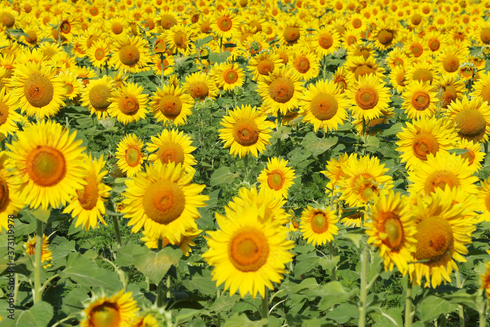 Sunflower field in sunset. Nature background. Sunflowers meadow. Flower dusk. Nature background outdoor