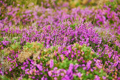 Purple heather meadows on Cape d Erquy  France