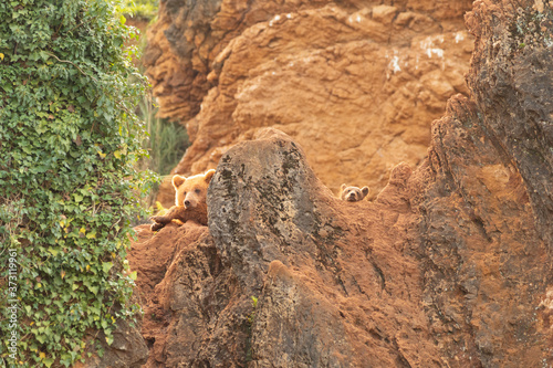 Adorable cub with adult bear among the rocks