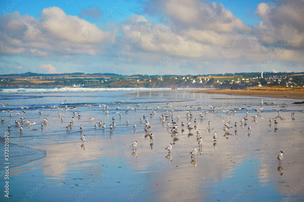 Large flock of seagulls on Atlantic ocean beach in Brittany, France