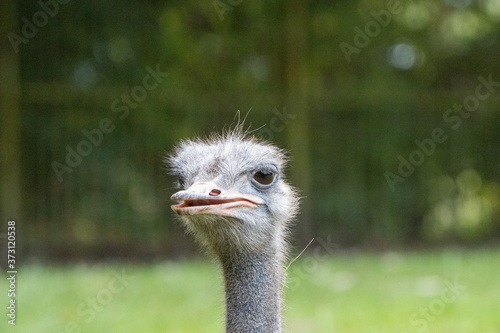  portrait of an ostrich looking into the camera