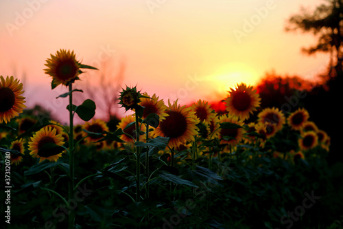 Field of sunflowers.Sunflowers against the Sun. Landscape from a sunflower meadow