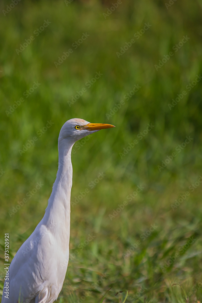 The western cattle egret (white egyptian heron, Bubulcus ibis) is a species of heron (family Ardeidae) found in the tropics, subtropics and warm temperate zones. It is a white bird with buff plumes.