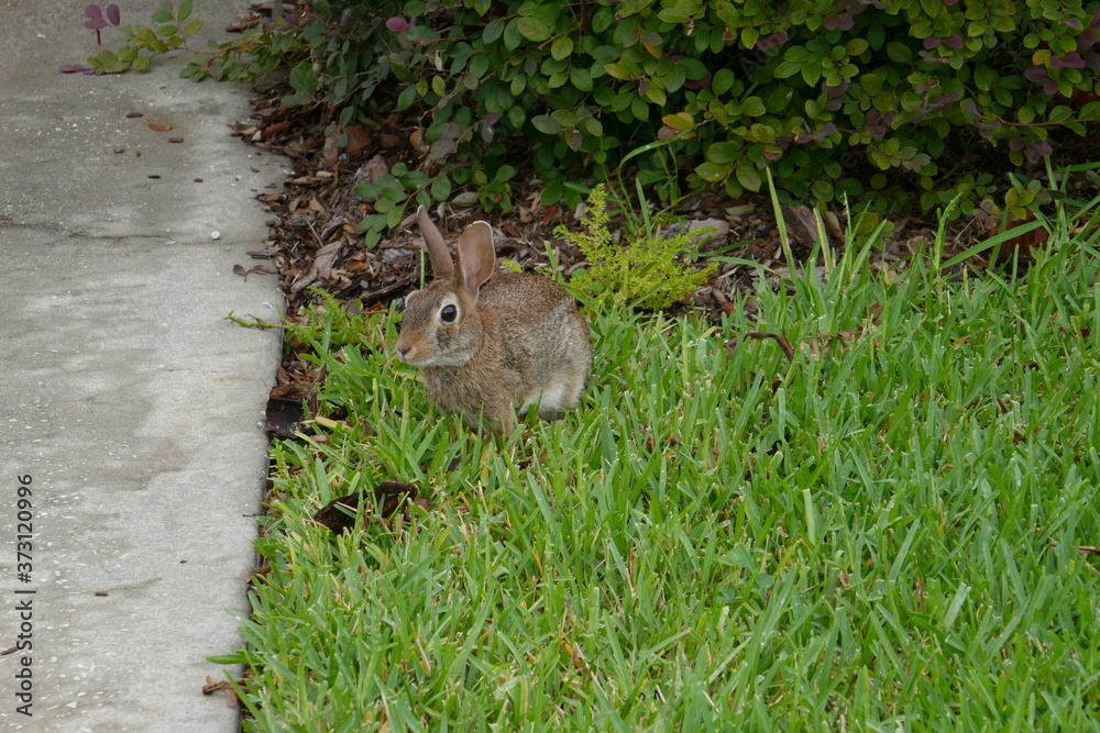 Cute round ear rabbit is in a garden Cute round ear rabbit is in a garden
