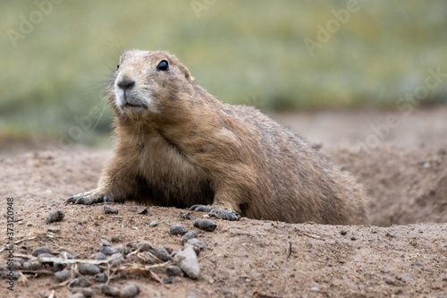  gopher looks shyly out of his den