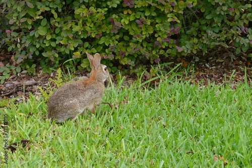 Cute Florida rabbit is eating plant © Feng