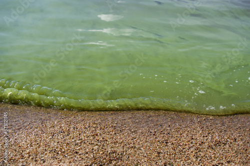 Cyanobacteria on the lake, green water, spoiled summer