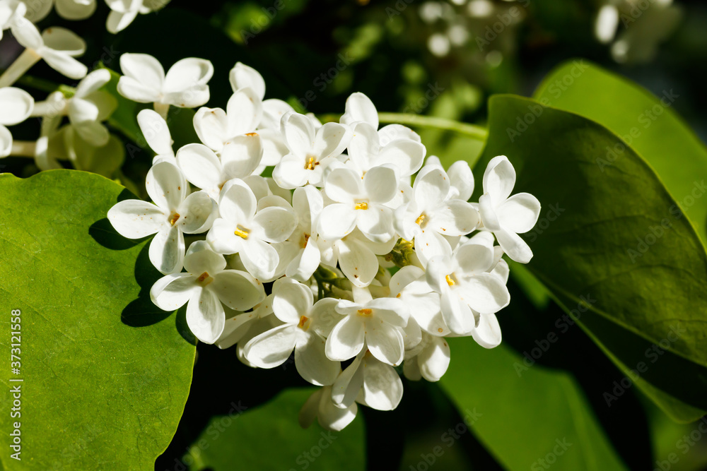 Beautiful lilac white flowers blooming in the garden Beautiful lilac white flowers blooming in the garden