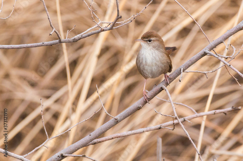 cetti's warbler (Cettia cetti) perched on a taray in central Spain. Brown warbler