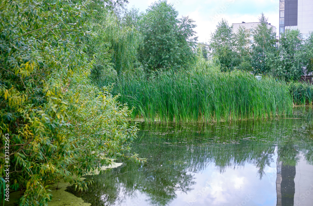 lake in the park. greenery around the lake. lake in the park. greenery around the lake.