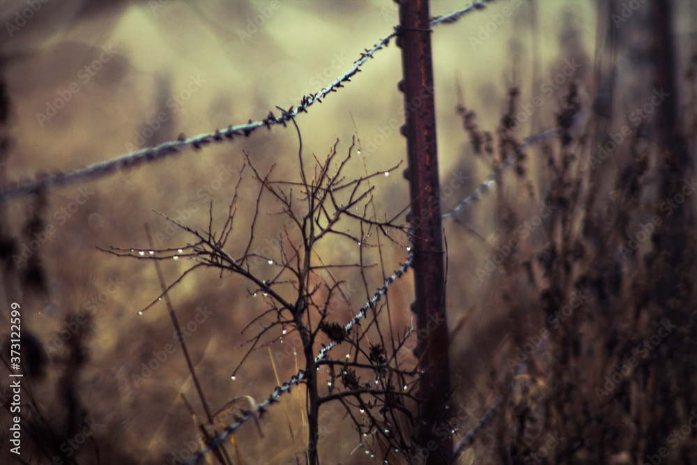 Obraz premium A damp plant in the winter from morning dew by a rustic fence 