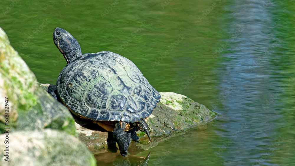 Obraz premium tortue de Floride au soleil